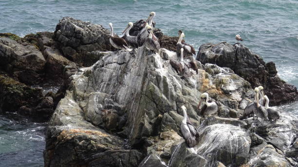 istock Pelican birds and rocky beach 1053560980