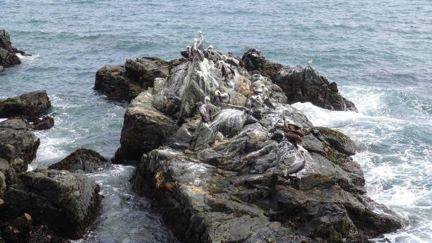 istock Pelican birds and rocky beach 1053560998