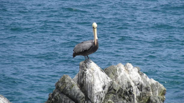 istock Pelican birds and rocky beach 1053561068