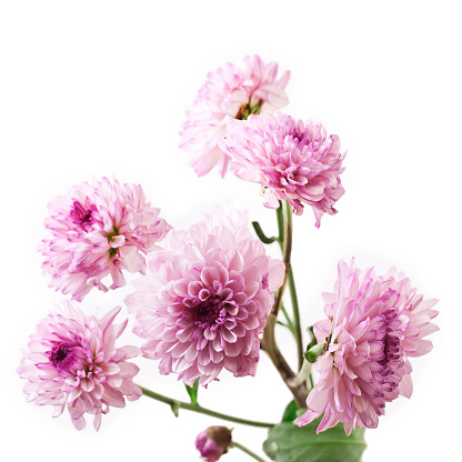 Chrysanthemum flowers isolated on a white background