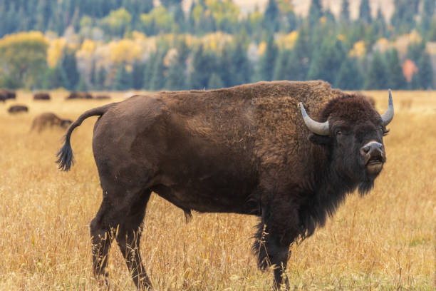 istock American Bison in Autumn 1053561748