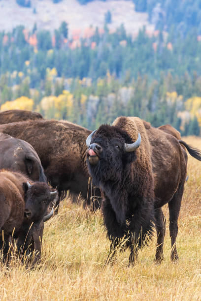 istock American Bison in Autumn 1053561752