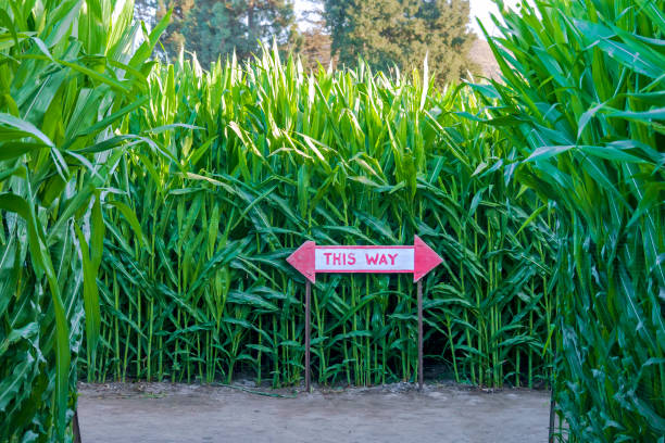Corn maze with directional sign Corn maze with directional this way sign corn-maze stock pictures, royalty-free photos & images