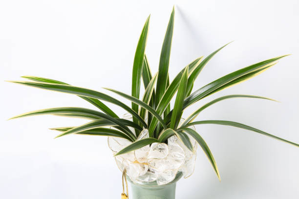 istock Oriental orchids in a flowerpot on white background 1053562662