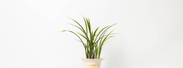 istock Oriental orchids in a flowerpot on white background 1053563134
