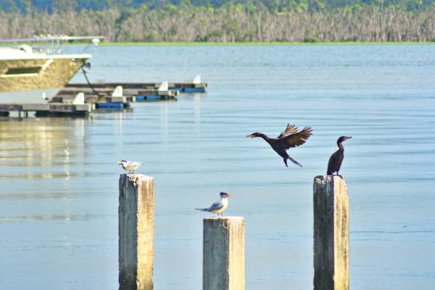 istock beautiful sea birds 1053566020
