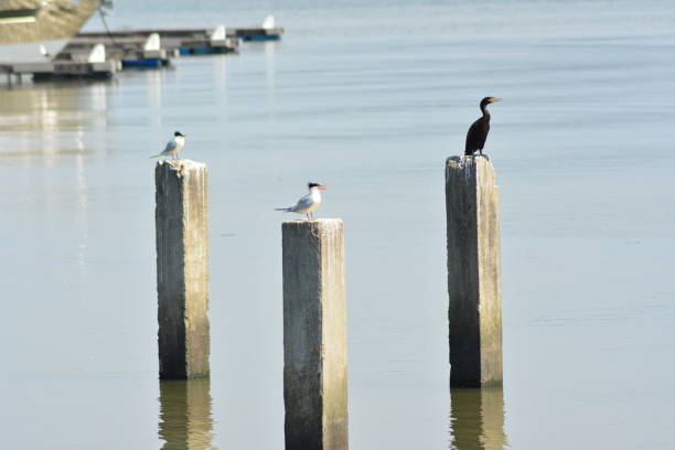 istock beautiful sea birds 1053566038