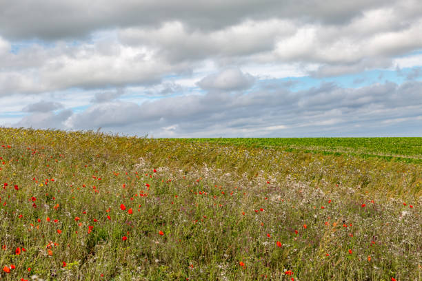 istock Wild Flowers in the South Downs 1053567856