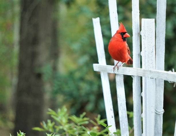 istock Male Cardinal Bird 1053570460