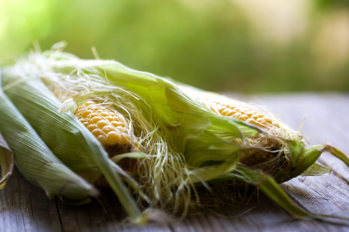 fresh organic corn -organic-cereal-agriculture-freshness-corn