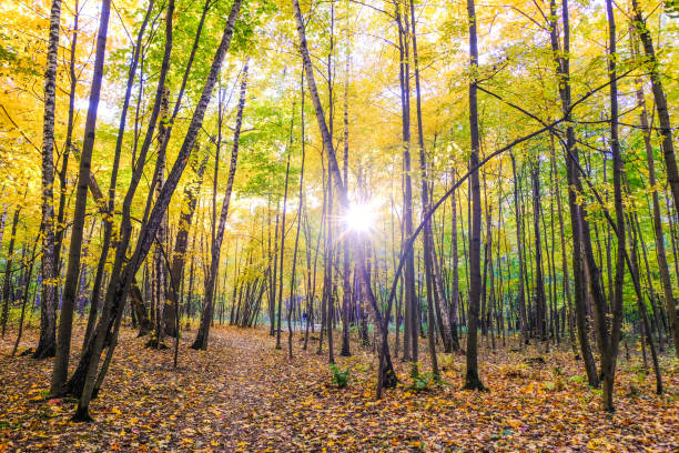 istock Forest in autumn in Sokolniki park in Moscow 1053575038