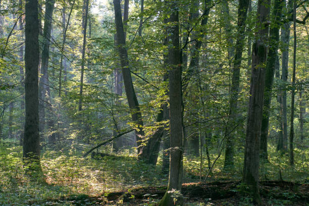 istock Misty sunrise morning in deciduous forest 1053577524