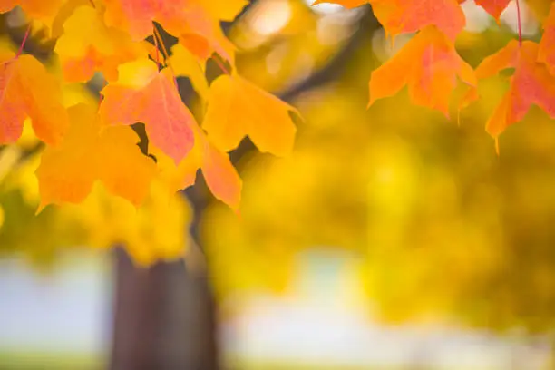 Abstract colourful autumn leaves with blur tree on background. Free space for text, holidays motive.