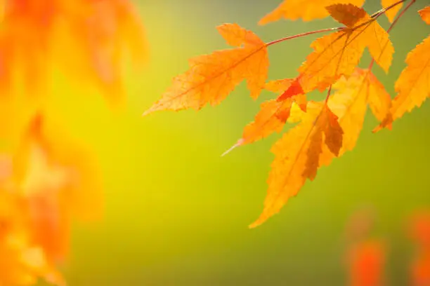 Abstract colourful autumn leaves on soft background. Free space for text, holidays motive.