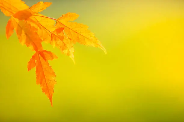 Abstract colourful autumn leaves on soft background. Free space for text, holidays motive.