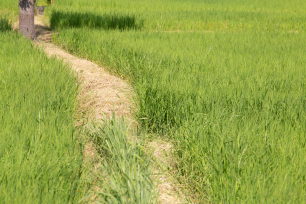 istock Way in green field. 1053579044