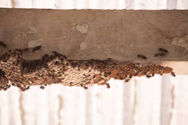 istock Hymenoptera on wood. Wasp's nest. 1053579706