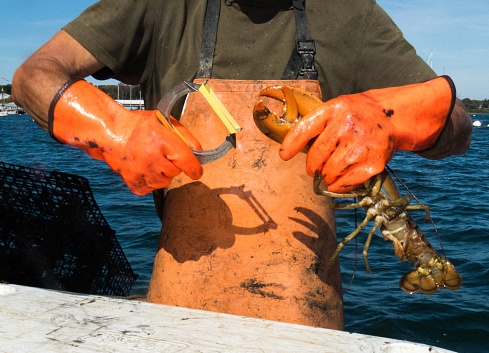 Banding of lobster on private lobster boat in Maine