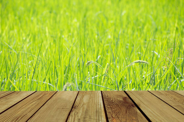 istock Wood space over green field. 1053579946