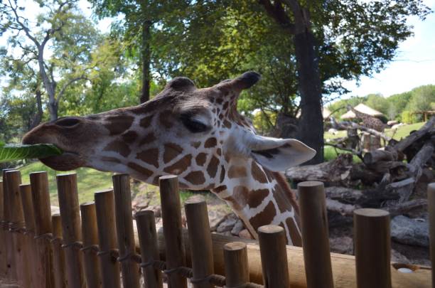 istock Giraffe Reaching For A Piece Of Lettuce Over A Fence 1053580034
