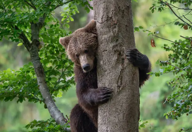 young brown bear embracing a tree in the forest
