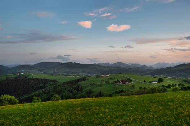 A vibrant field of yellow flowers stretches toward a forested hillside, with a towering mountain peak in the background under a clear sky.