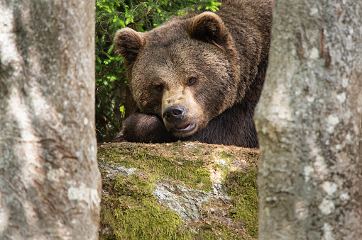tired but observant brown bear lying in the forest between trees