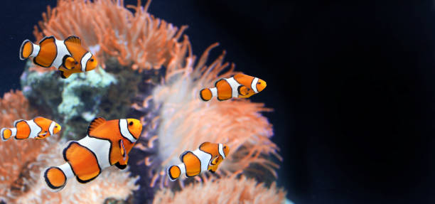 istock Sea anemone and clown fish 1053586046