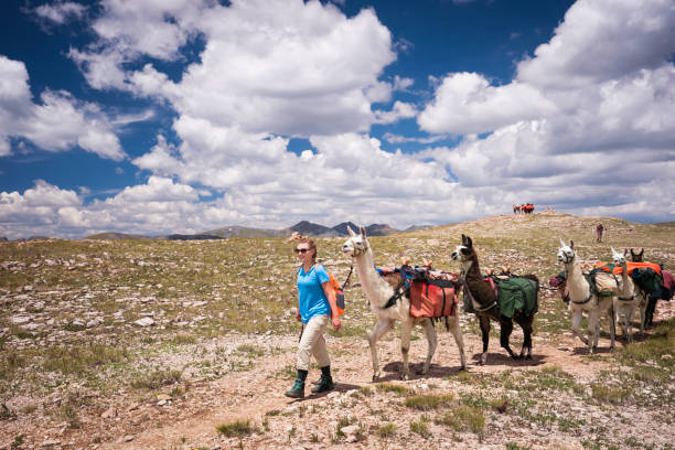 istock Llama trekking on the Continental Divide, Colorado 1053586368