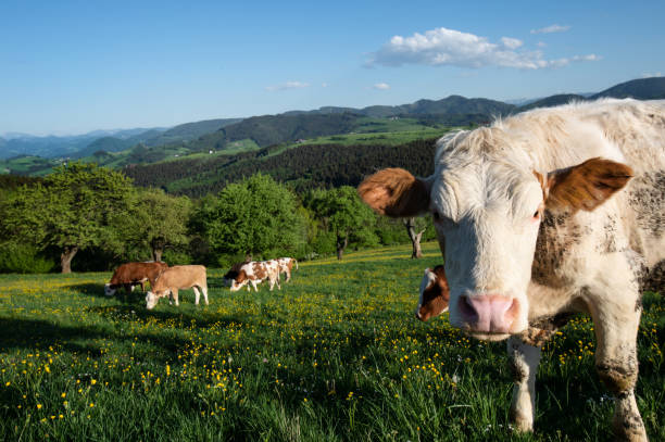 istock landscape in the austrian Mostviertel with grazing cows on the pasture 1053586490
