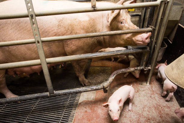 mother pig locked in a cage with her piglets on a breeding farm - domestic pig imagens e fotografias de stock