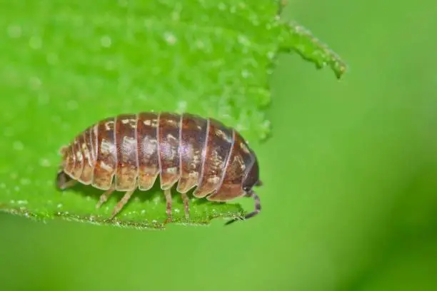 Purple Sow bug crawling across a tattered leaf with a bright green nature background.
