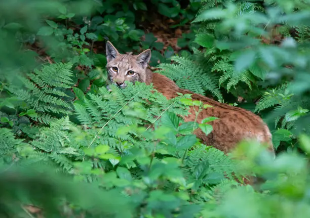 Eurasian lynx in the forest looking out of the shrubbery - Bavarian forest