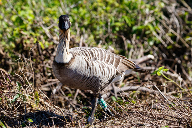 istock Nene (Hawaiian goose) Standing; green plants in background. 1053591340