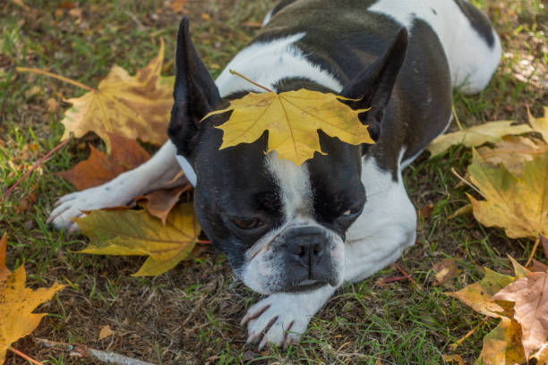 istock French bulldog in golden fall background 1053592348