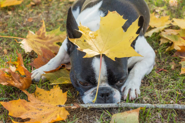 istock French bulldog in golden fall background 1053592354