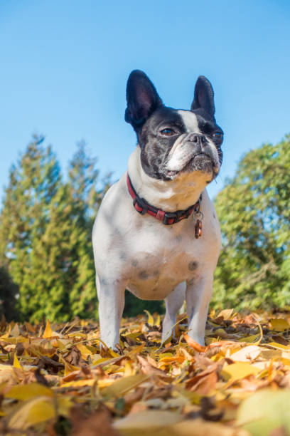 istock French bulldog in golden fall background 1053592412