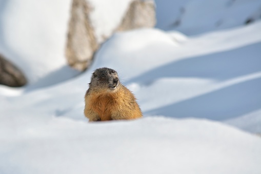 Alpine Marmot, Dolomites, Italy