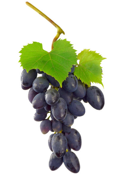 istock grapes isolated on white background  .Ripe dark grapes with leaves. 1053594730