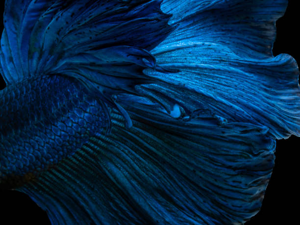 istock Betta Siamese fighting fish, Betta splendens , popular aquarium fish. Super blue glossy half moon long tail Betta Fighting motion face isolated on white 1053595050