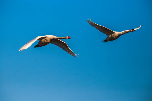 istock Pair of swans in consecutive flight 1053595418