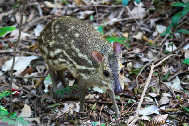 istock Mouse-deer in natural habitat, Trincomalee - Sri Lanka 1053598686