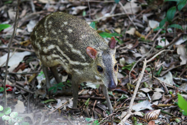 istock Mouse-deer in natural habitat, Trincomalee - Sri Lanka 1053598868