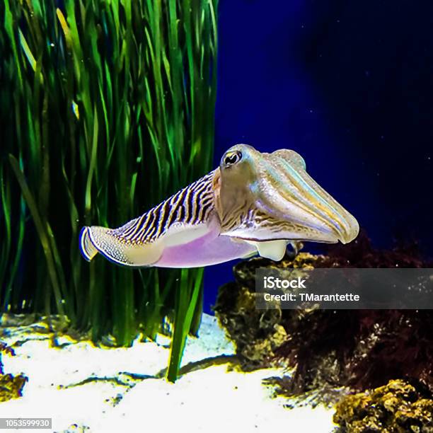 Pharaoh Cuttlefish Stock Photo - Download Image Now - Sea, Squid, Caribbean Reef Squid