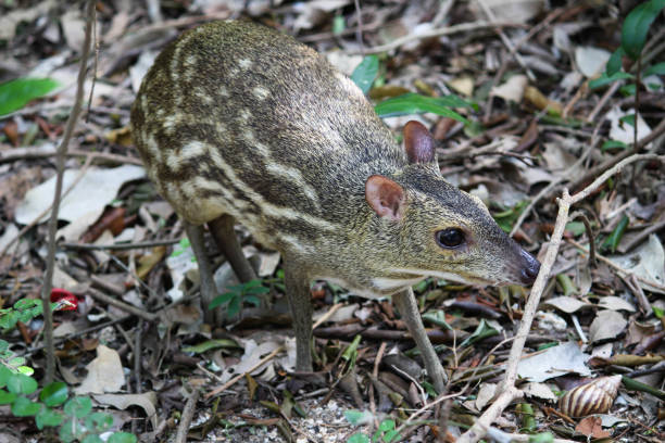 istock Mouse-deer in natural habitat, Trincomalee - Sri Lanka 1053599960
