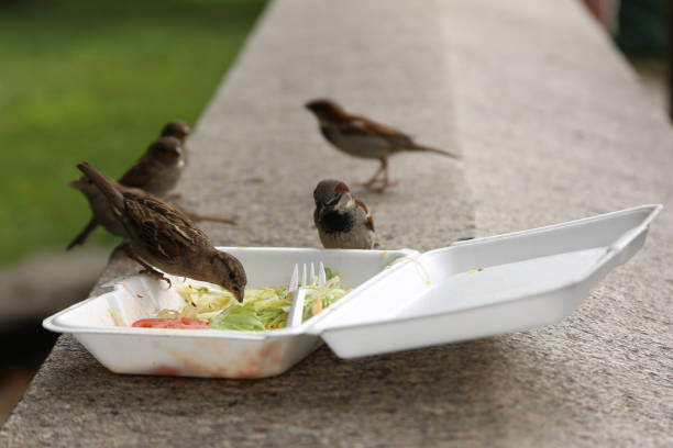 雀鳥のグループが昼食後残り物で汚れたプラスチック ランチ ボックスから食べる - plate crumb dirty fork ストックフォトと画像