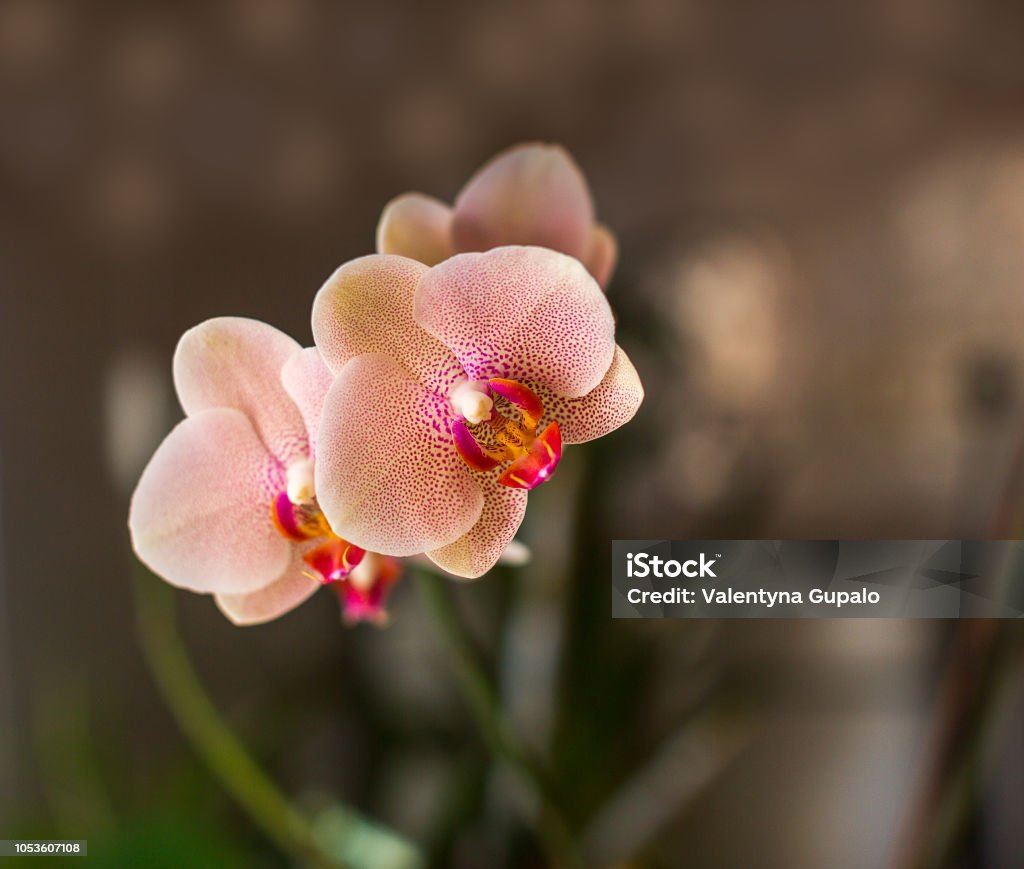 Foto de Manchado Orquídeas Phalaenopsis Bela Orquídea Branca Com Manchas  Cor De Rosa Espaço Para Texto e mais fotos de stock de Artigo de decoração  - iStock