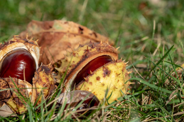 istock Chestnuts (Aesculus Hippocastanum) lying between grass at an autumn and sunny day 1053608340