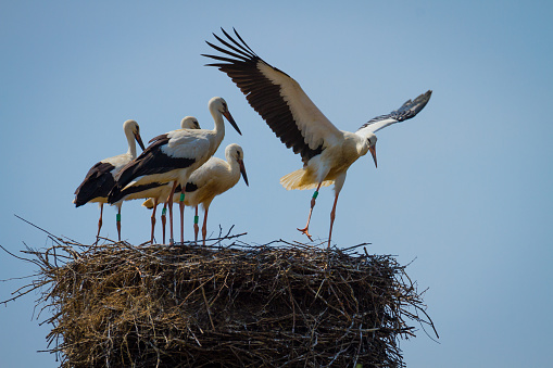 Stork family in large nest home, young one learning to fly, by practising ang jumping in front of five others on the background of blue sky in a sunny summer day