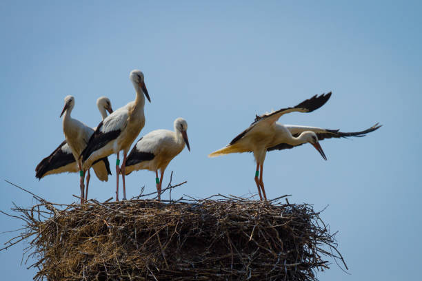 istock Stork family in nest 1053611068
